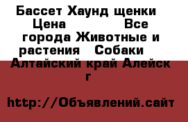 Бассет Хаунд щенки › Цена ­ 20 000 - Все города Животные и растения » Собаки   . Алтайский край,Алейск г.